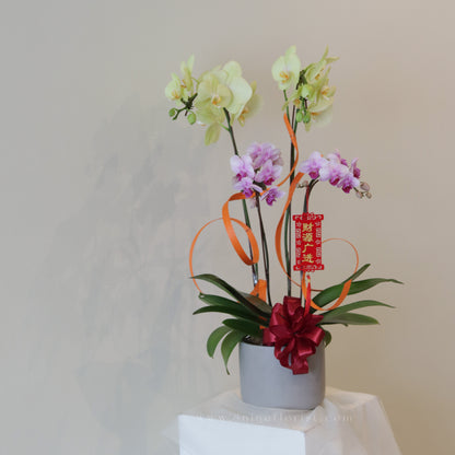 双喜临门 Fresh Flower Arrangement